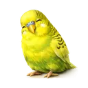 Tired Budgie
