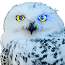 OwlAI Email Companion