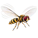 Hoverfly