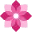oleander