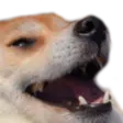 exeboii