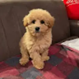 eddiezeng95