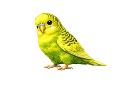 diwa