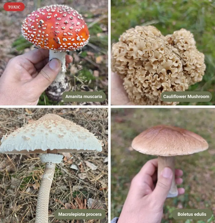 Screenshot 3 of Mushroom Identifier - Fast & Accurate Mu