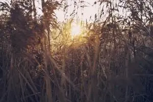 Screenshot 1 of Dr.Clip