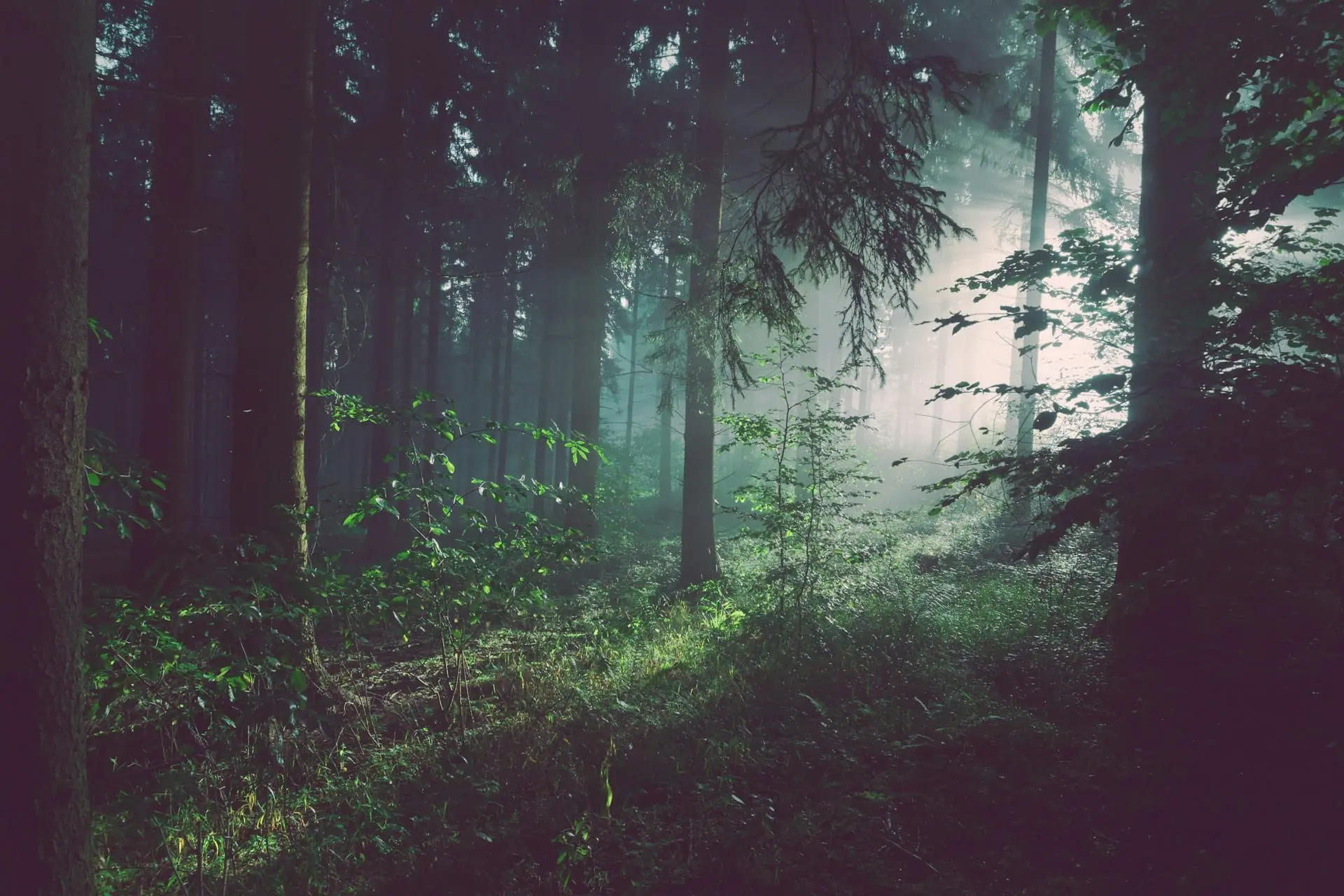 Screenshot 1 of WildAccess