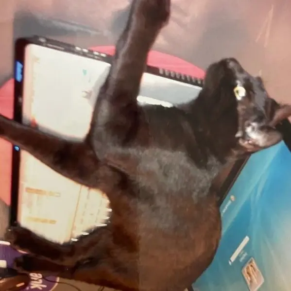 Screenshot 5 of KuroCat