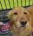 pupproven