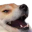 exeboii