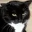 gerryscat