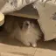 davidwang242424