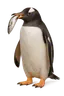 yoyojesh