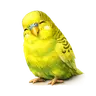 Tired Budgie