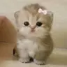 syedyaseeralirayan