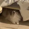 davidwang242424