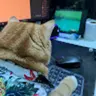 ngqunghuy