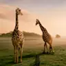 jabirbbs