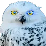 OwlAI Email Companion