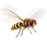 Hoverfly