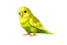 diwa