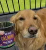 pupproven