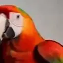 Headshots with a Bird