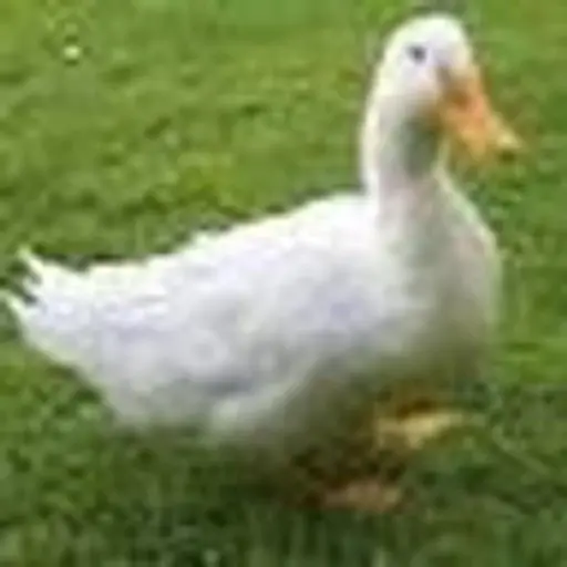 kkigordaxo0