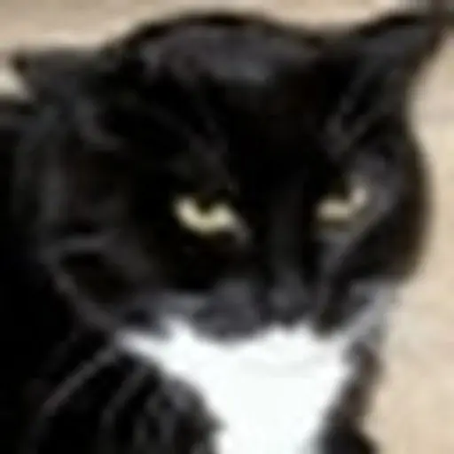 gerryscat