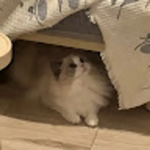davidwang242424