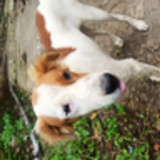 dog52841
